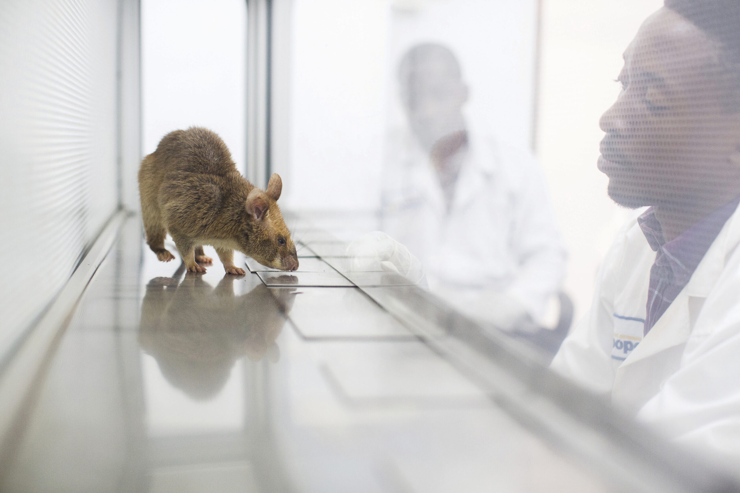 Rodents Show Surprising Versatility to Help Fight Tuberculosis