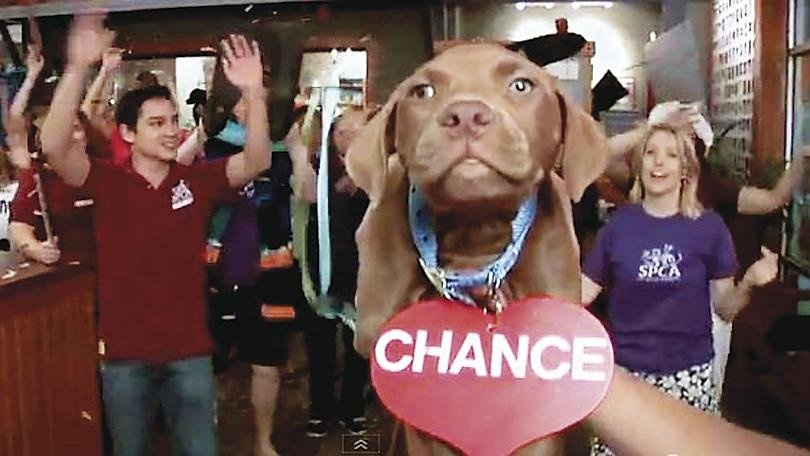 An Animal Charity’s Slick Musical Production Meets a Legal Waterloo
