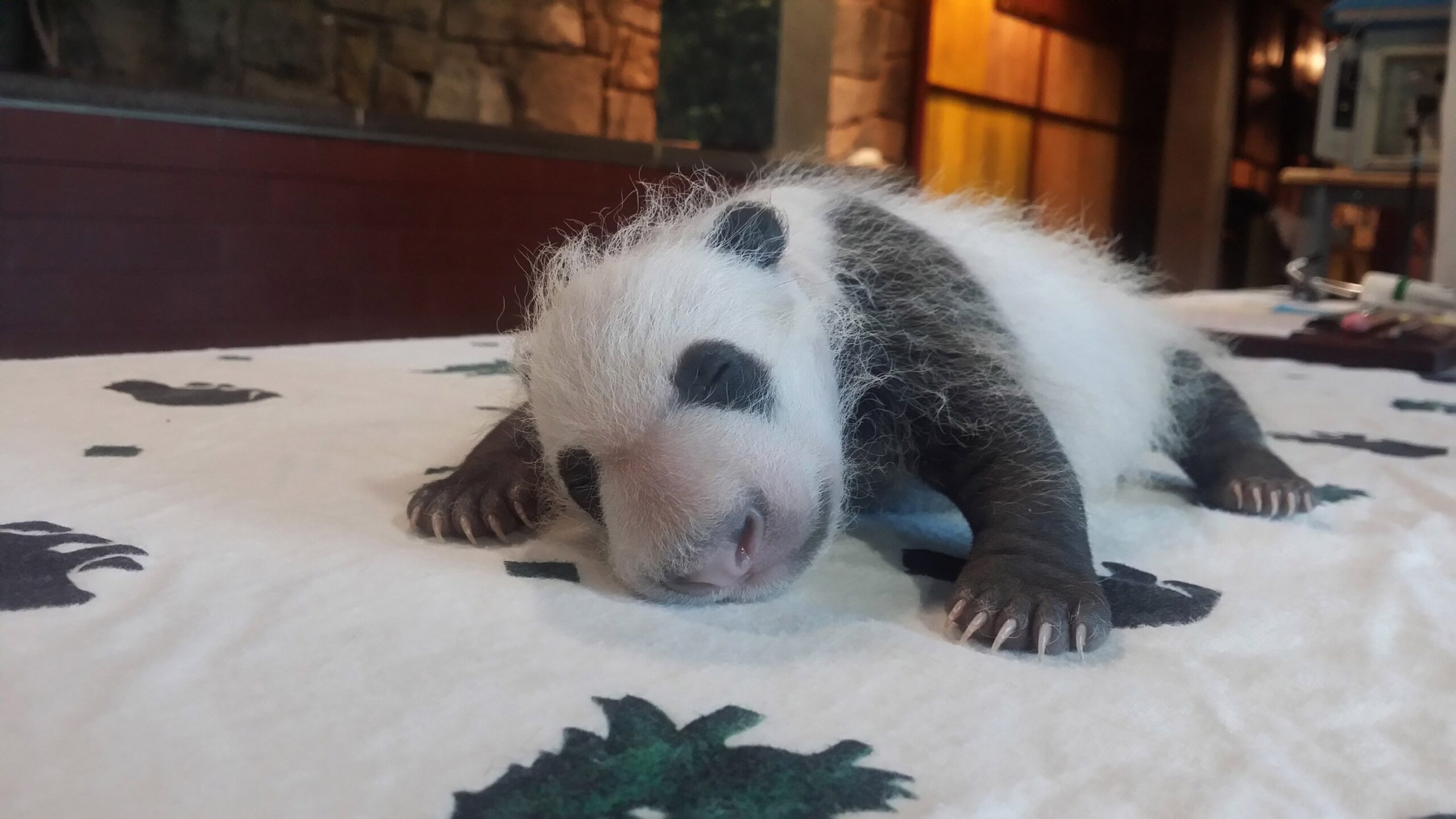 Gifts Roundup: National Zoo Pandas and U. of Buffalo Get Big Donations
