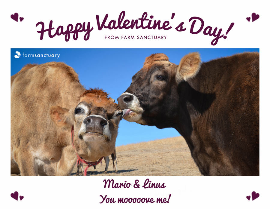 Farm Sanctuary’s online appeals feature farm animal couples as part of a Valentine’s Day-themed campaign. 