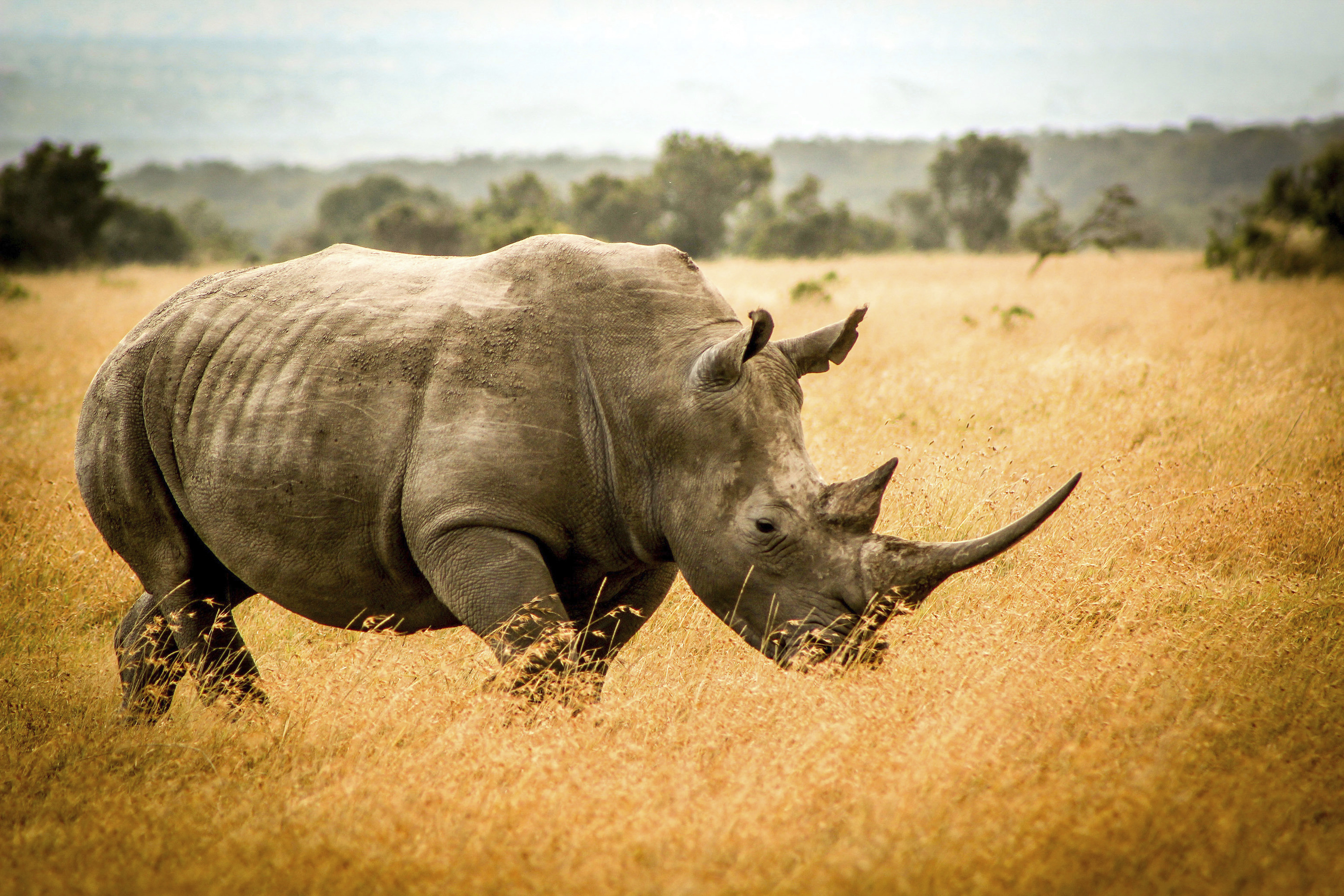 The African Wildlife Foundation is giving $25 million to a coalition of African governments and local community organizations to protect wildlife and wild lands on the continent.