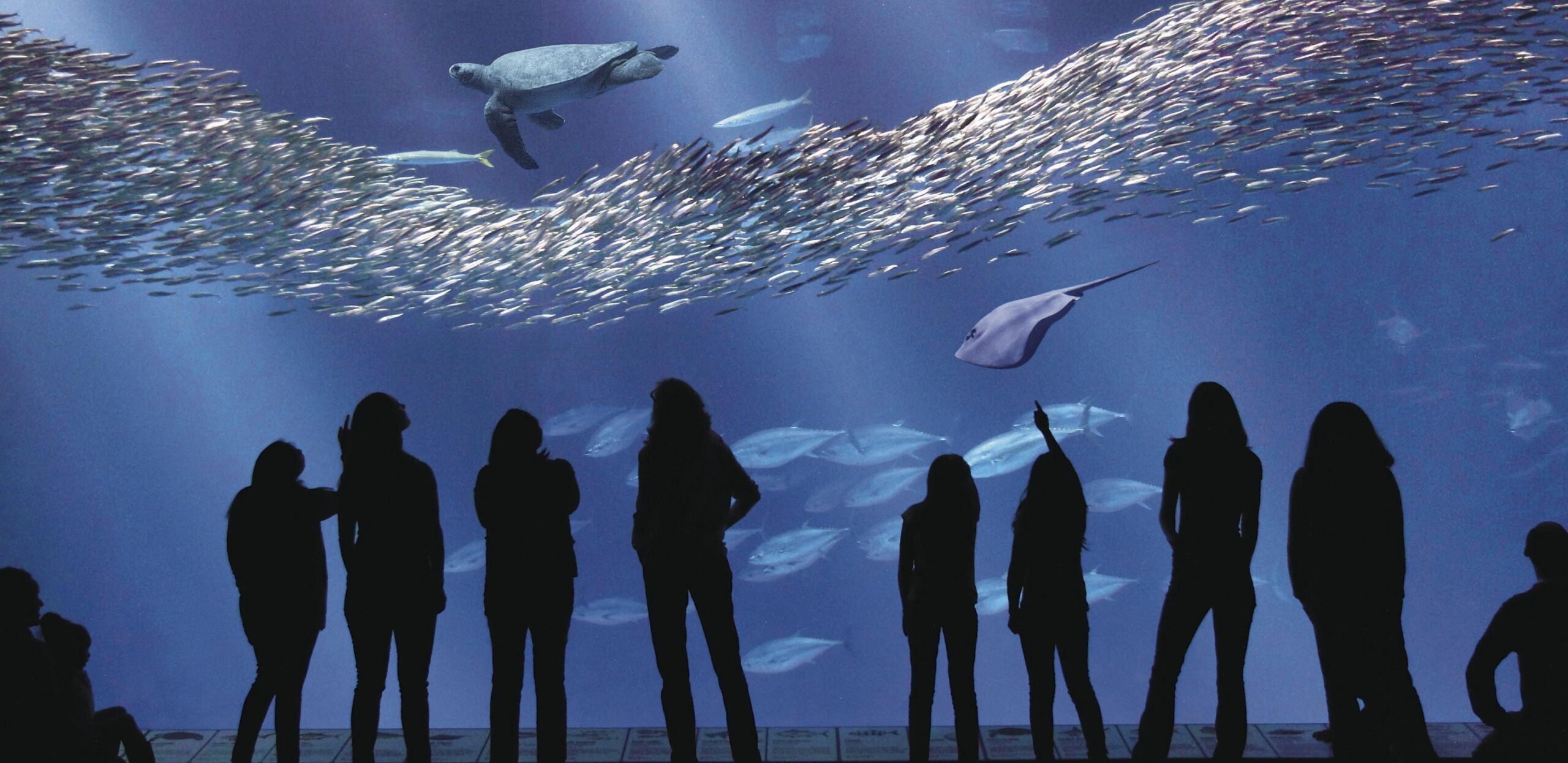 The Monterey Bay Aquarium Foundation’s endowment got a 17.2-percent return on investment last year.