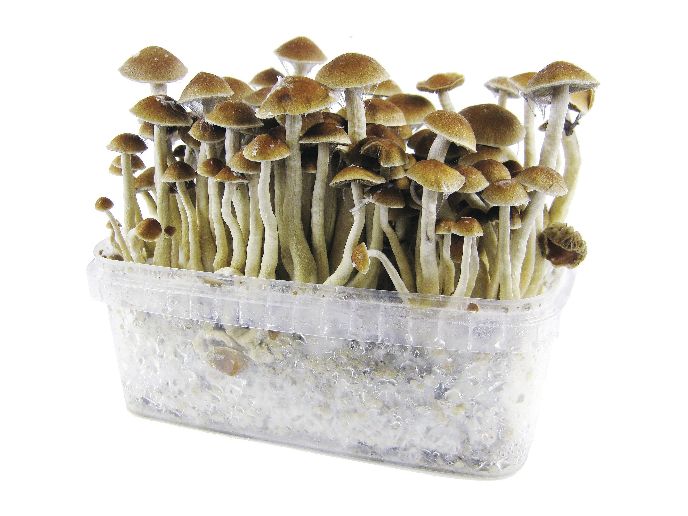 With Government Skittish About Psychedelics, Philanthropy Funds Promising Research 5