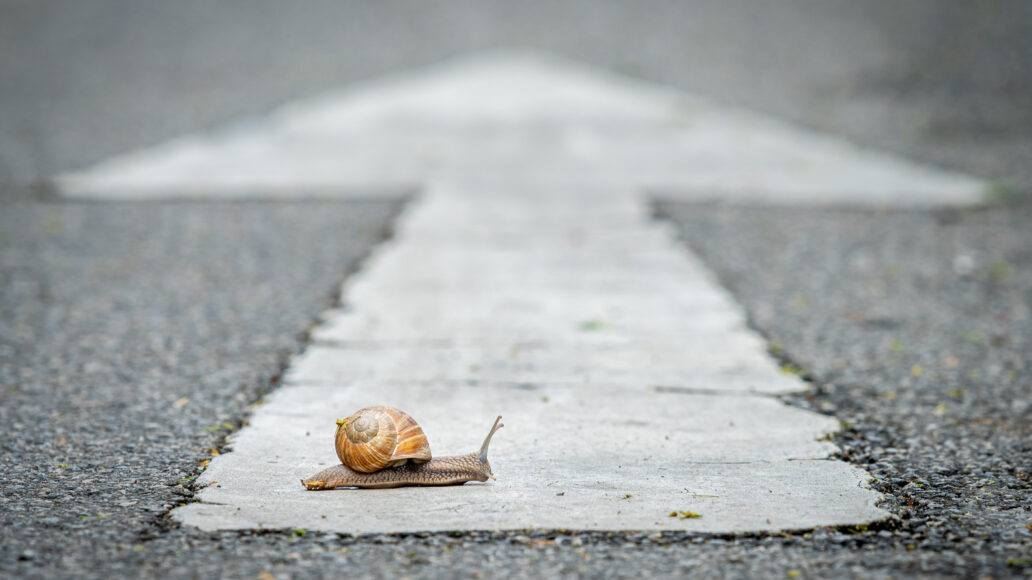 A small brown snail slowly crawls along a large white arrow painted on dark asphalt, moving forward.