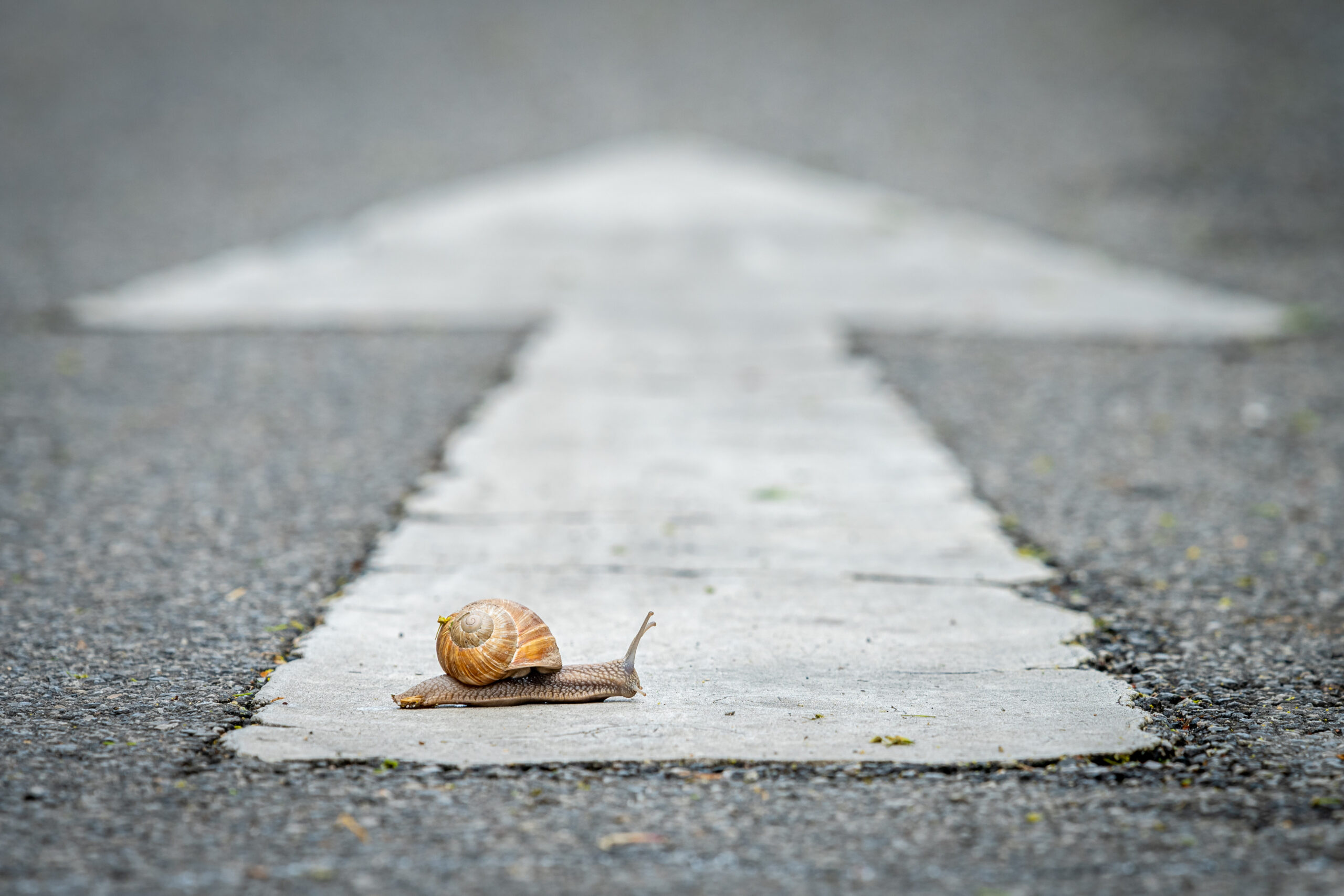 A small brown snail slowly crawls along a large white arrow painted on dark asphalt, moving forward.