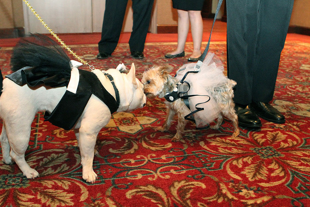 Two dogs greet each other at The Morris Animal Foundation annual "Black
Ties and Tails" formal event where donors come in formal dress—and
bring their dog.