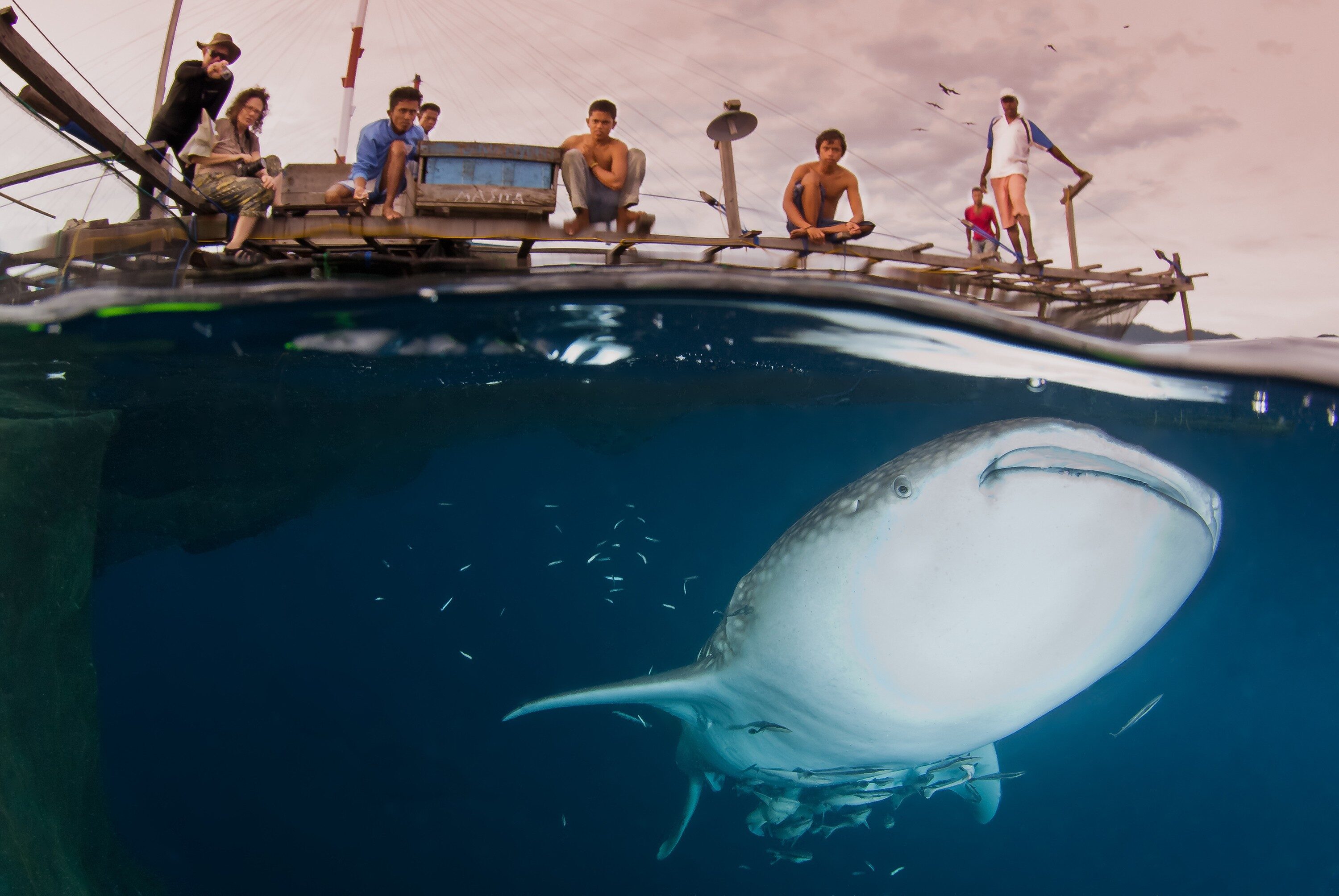 Conservation International, which attracted more than 150 gifts of $1 million or more since 2000, helped fund a whale-shark sanctuary in Indonesia. 