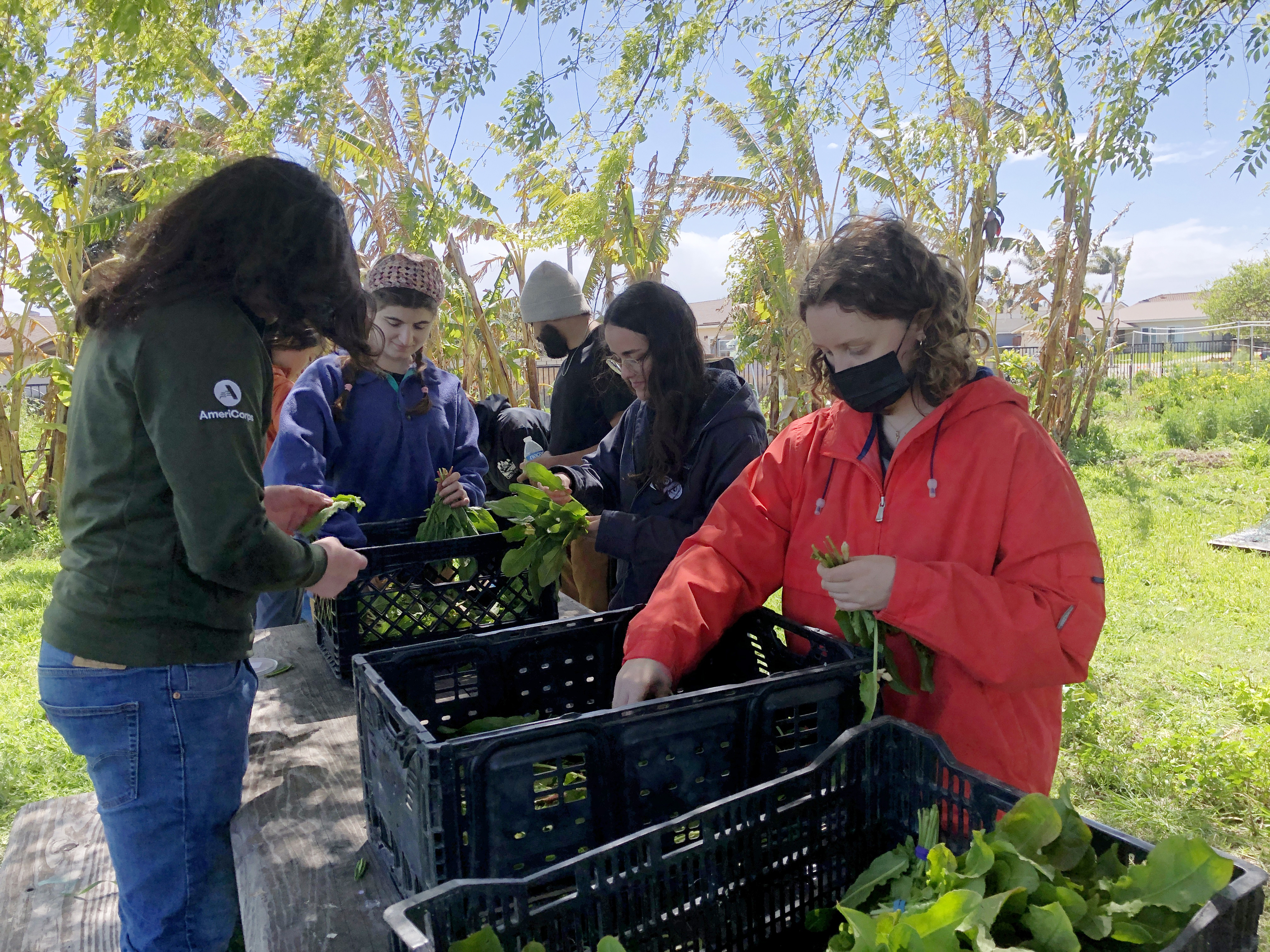 Young people sort through bins of lettuce and other greens