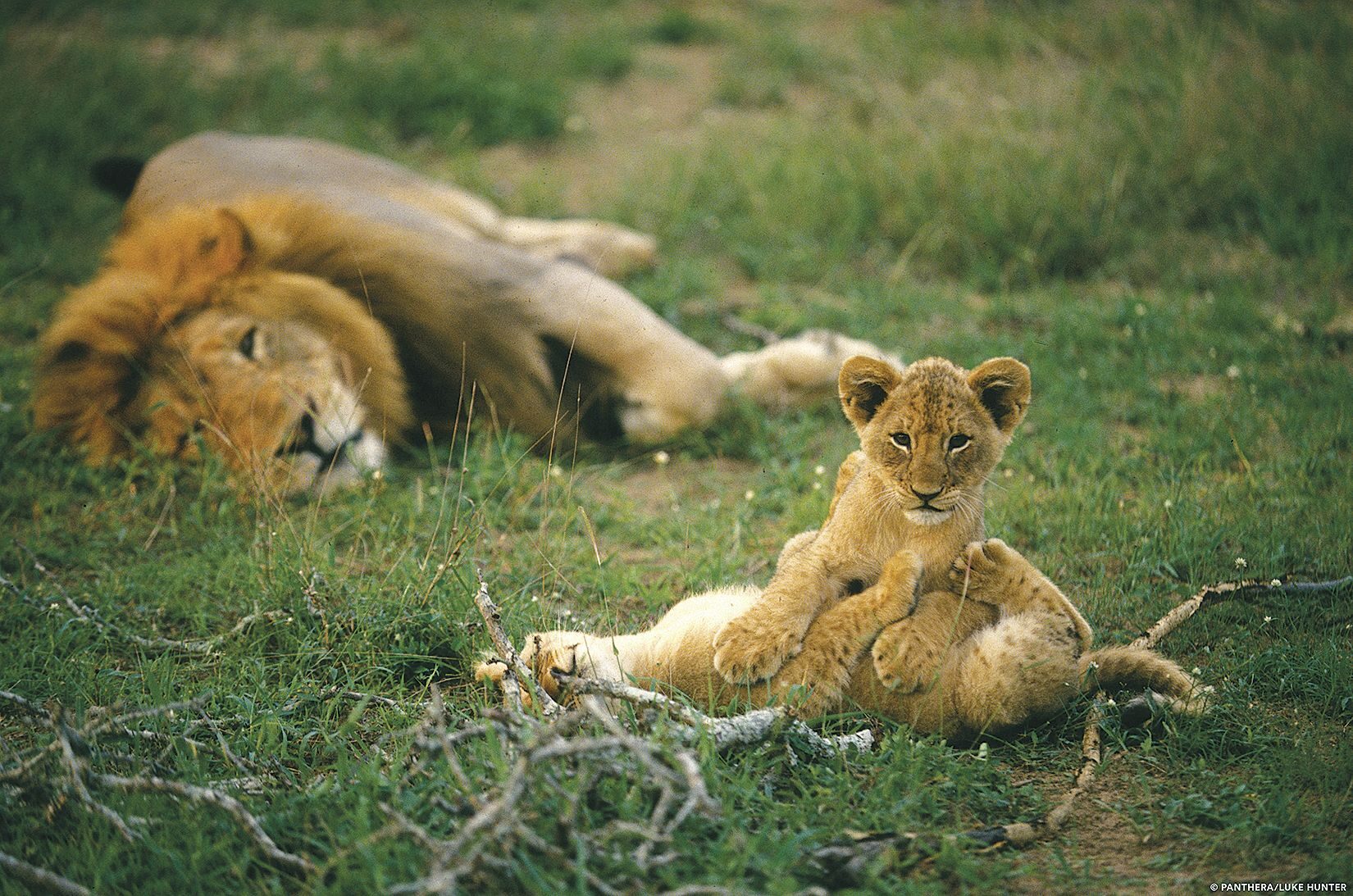 LIONS, TIGERS, RESULTS: Panthera discovered that the Gen Xers who wanted to help it protect lions and other big cats responded to data, not stories. 