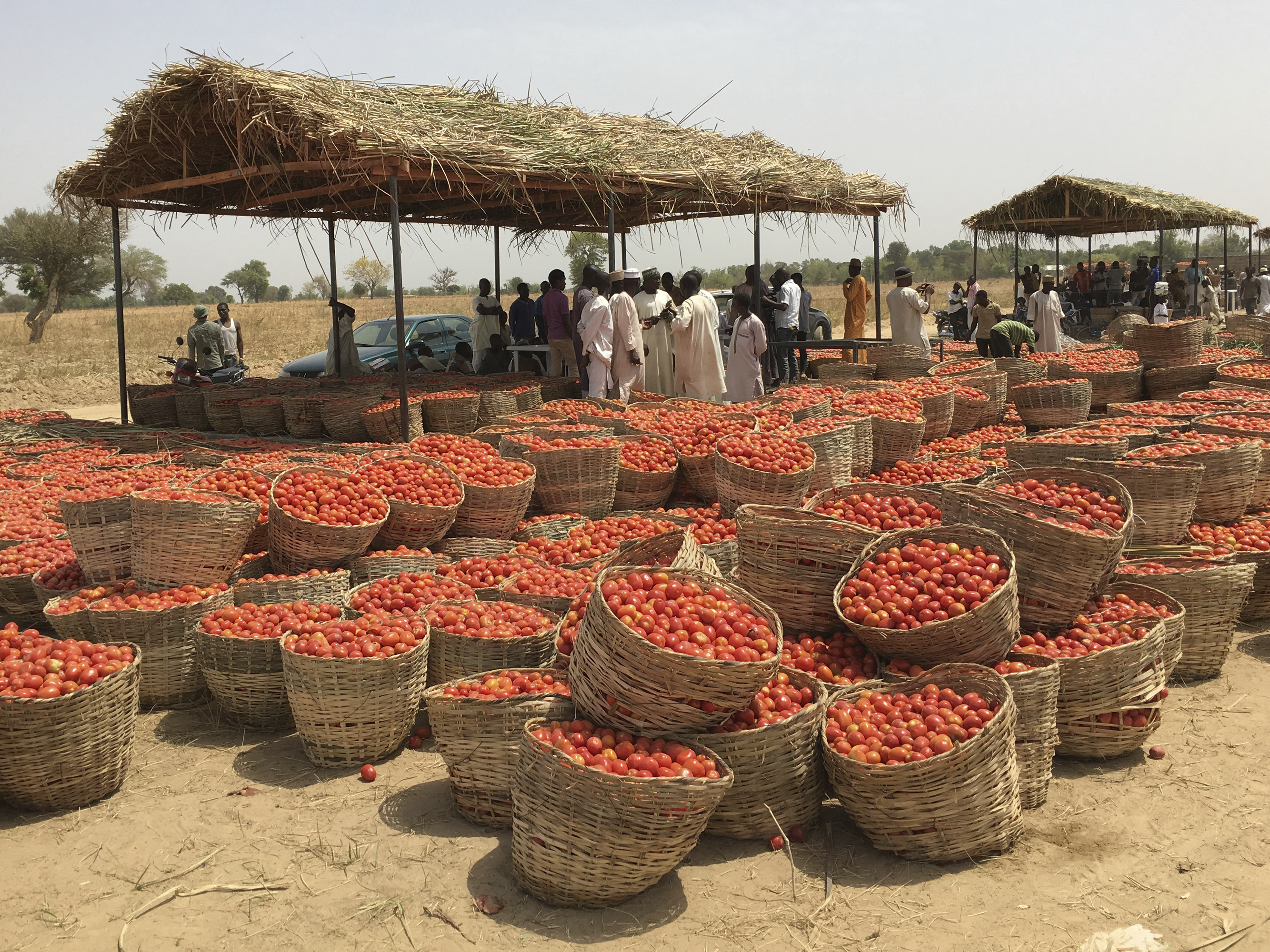 The Rockefeller Foundation’s YieldWise project invested in efforts to curb post-harvest loss of tomatoes from Dangote Farms in Nigeria. Rockefeller’s “opportunity scout” strategists were instrumental in developing YieldWise, which aims to fight hunger by reducing food waste.