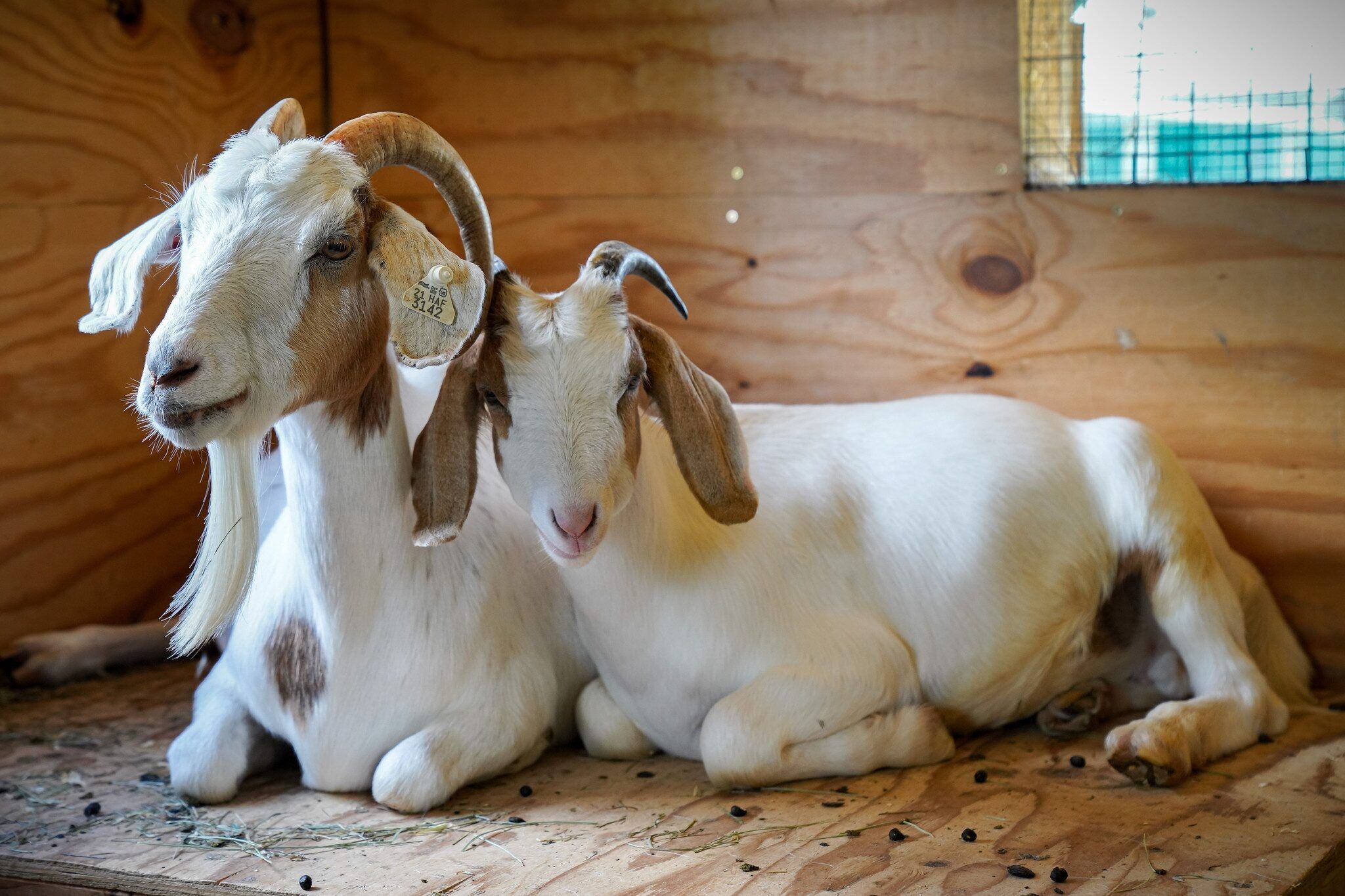Autumn the goat (left) snuggles with her son, Augie in their barn at the Catskill Animal Sanctuary.
