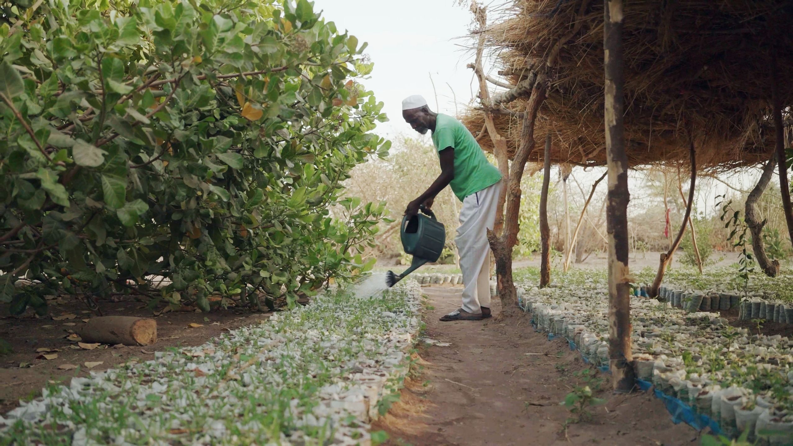 A farmer watering tree seedlings.
