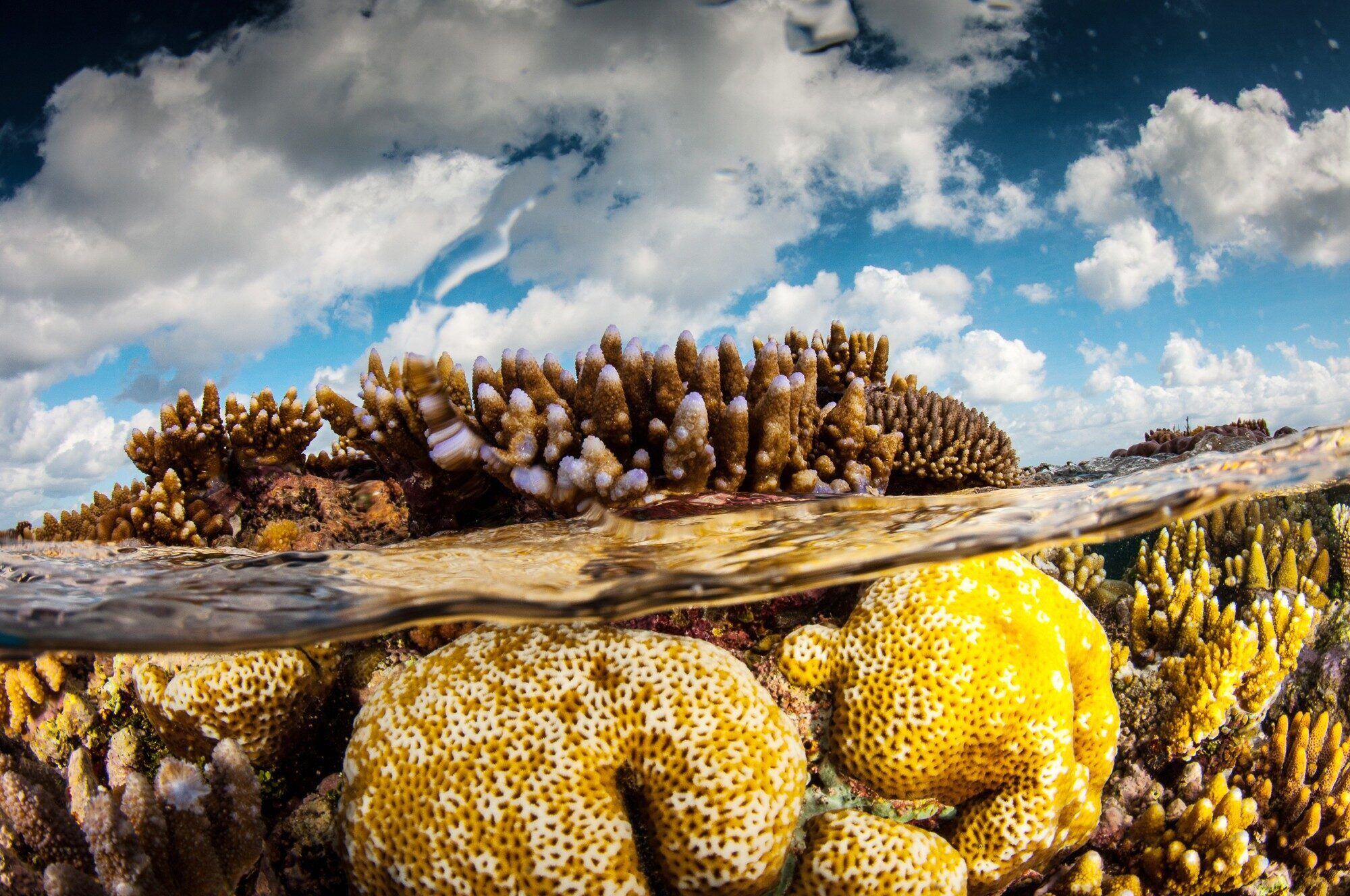 prestgrants-0926-coralreefimagebank-mattcurnock-australia-45.jpg