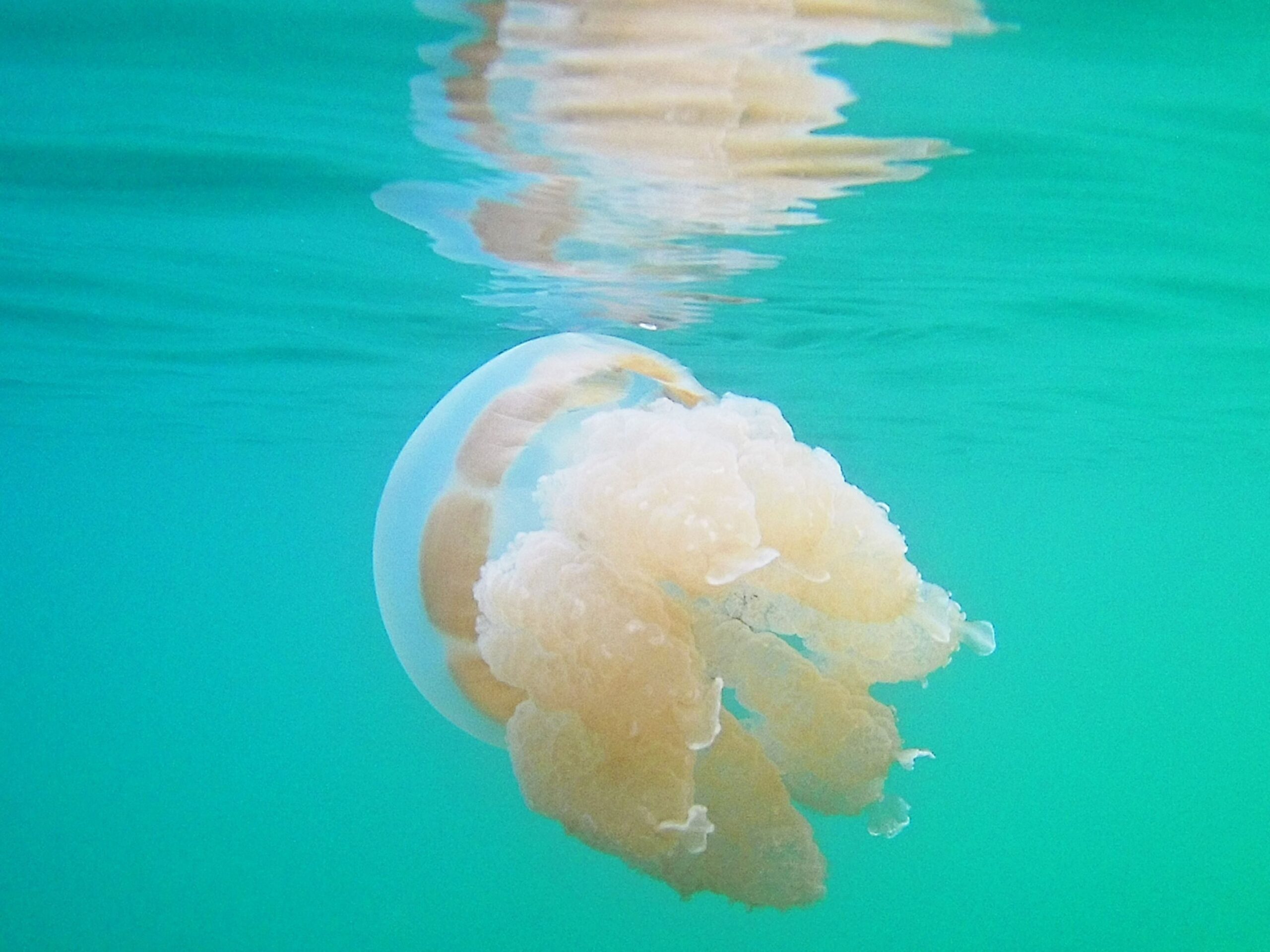 A jellyfish in Jellyfish Lake in Palau, an area where Ash Enrici did research.
