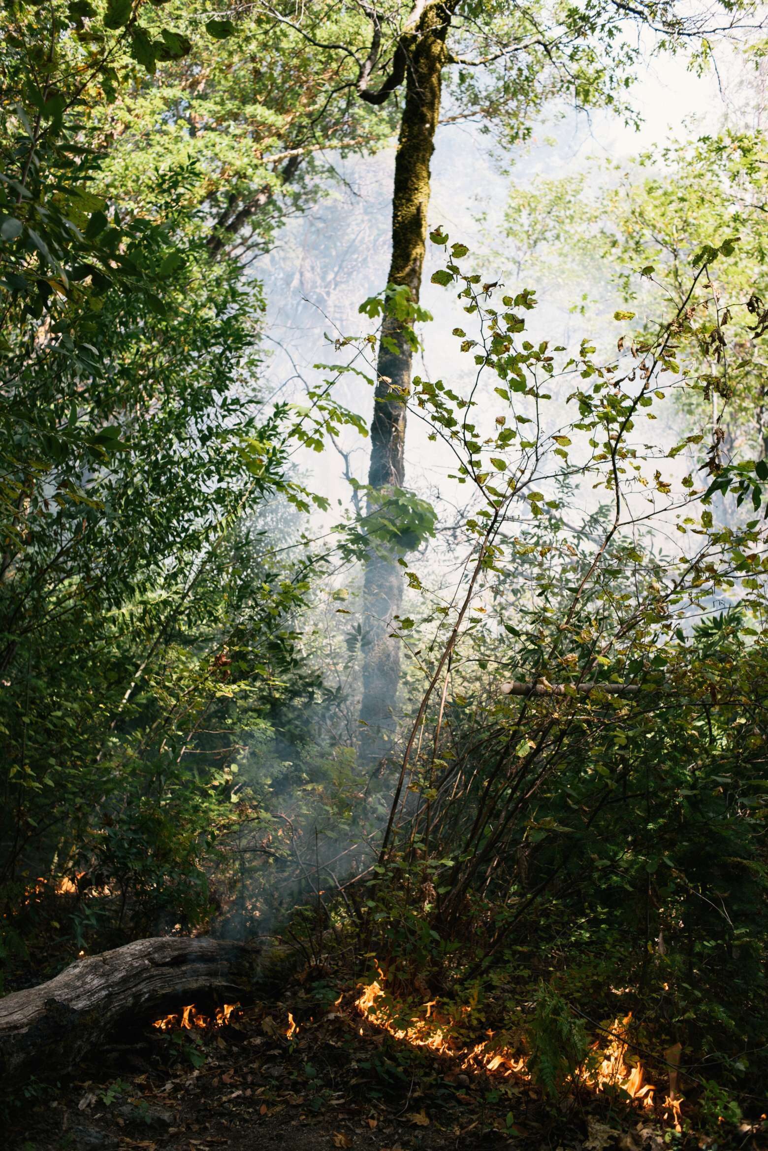 From September 29 to October 5th 2019, the Cultural Fire Management Council and the Nature Conservancy hosted a cultural prescribed burn training (TREX) in Weitchpec, Calif., which brought together participants from tribal, federal and state agencies, along with private landowners, academics and international partners. The training educates fire practitioners about the traditional and contemporary use of prescribed fire, incorporating knowledge from the native tribes of Northern California.