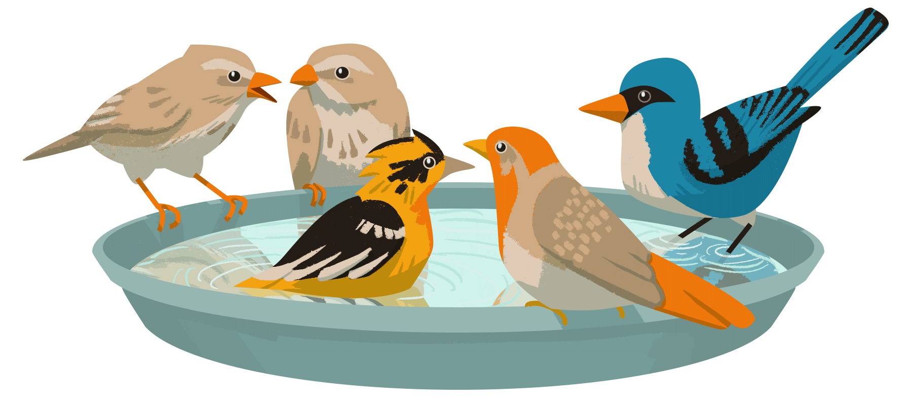 A group of bird gather around a bird bath.
