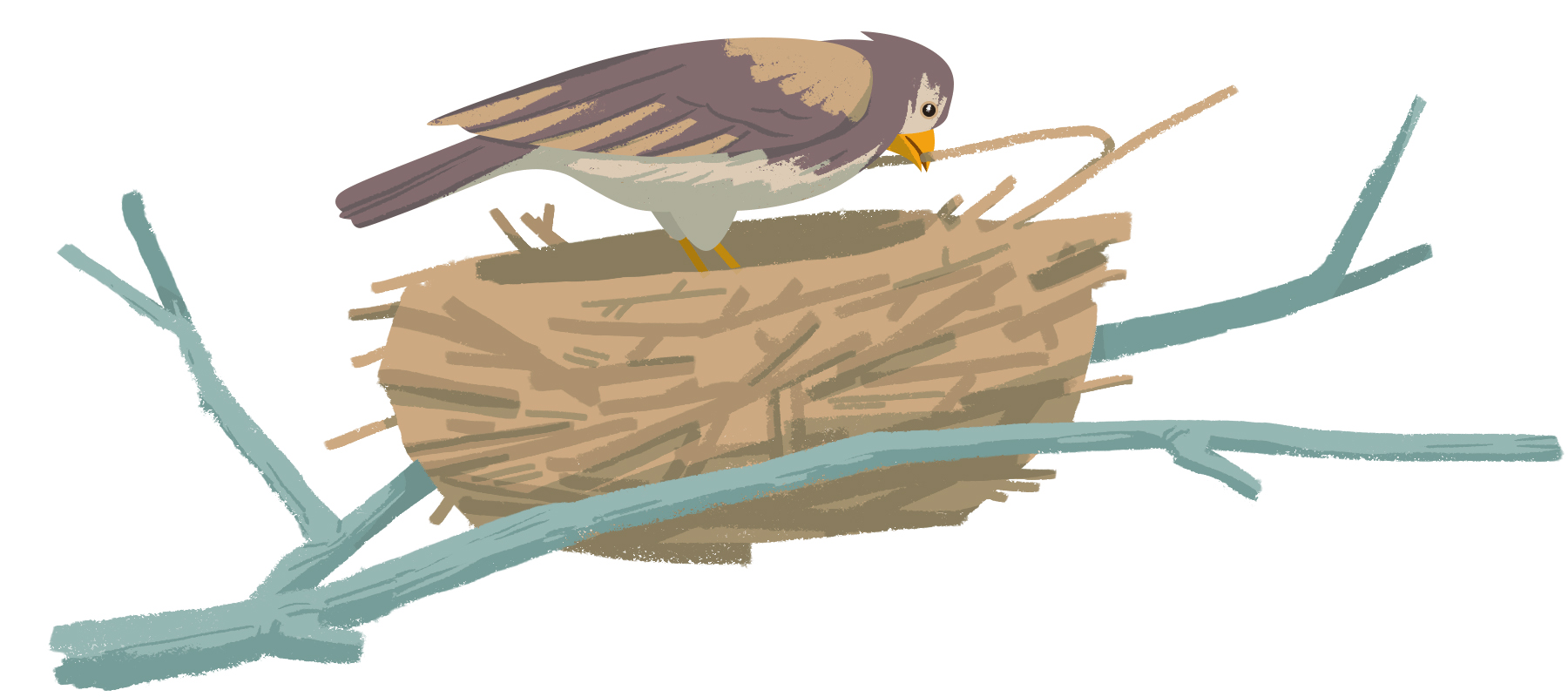 A bird constructs a nest.