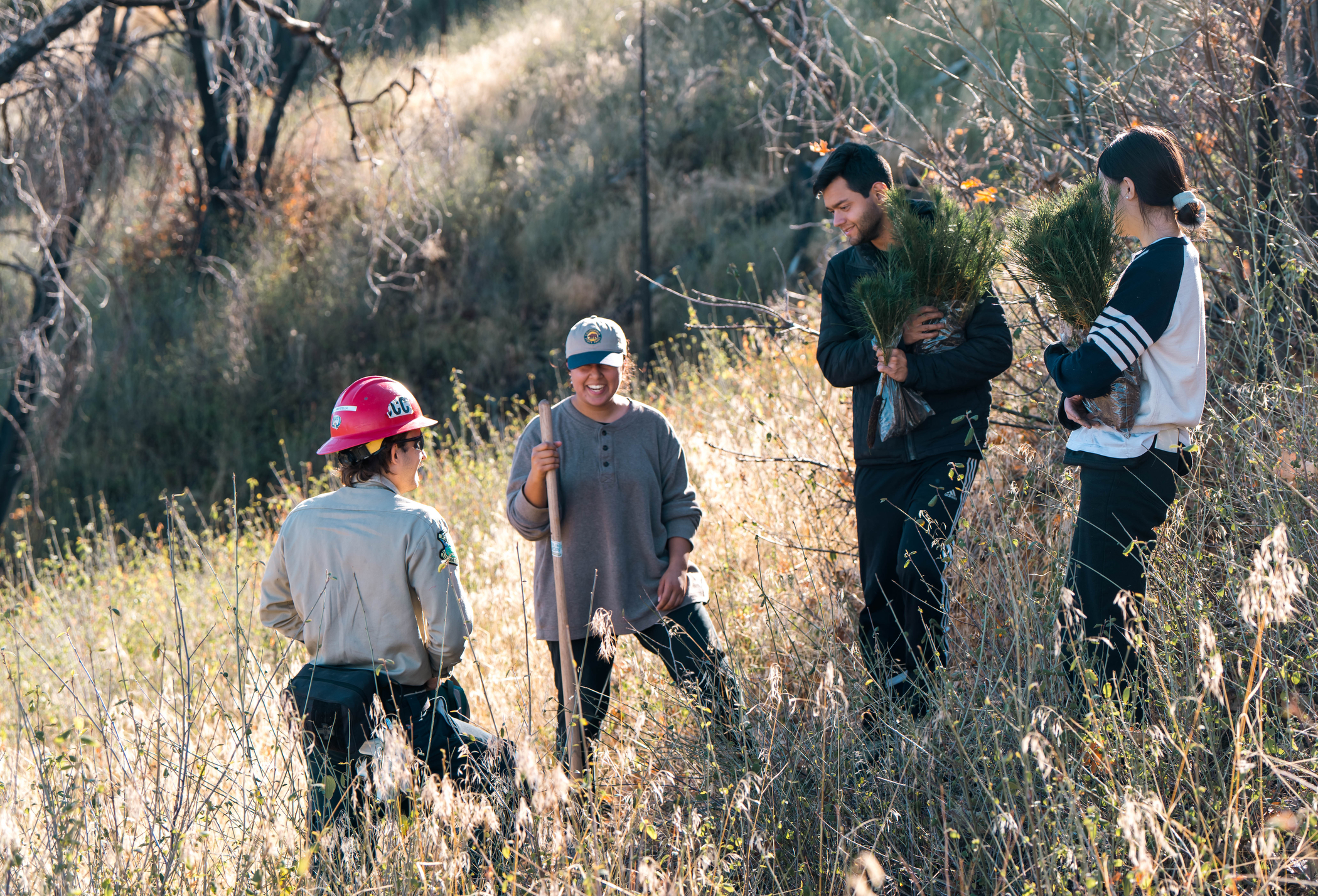 Four people, two holding bundles of saplings and one with a shovel, stand in a sunny, grassy field, appearing to be planting trees. One person wears a red hard hat.