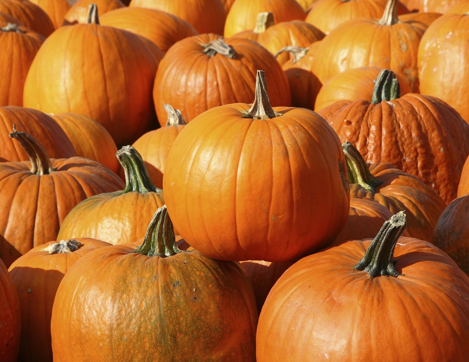 Creators of Pumpkin-Themed ‘Smash Diabetes’ Campaign Bemoan Timing