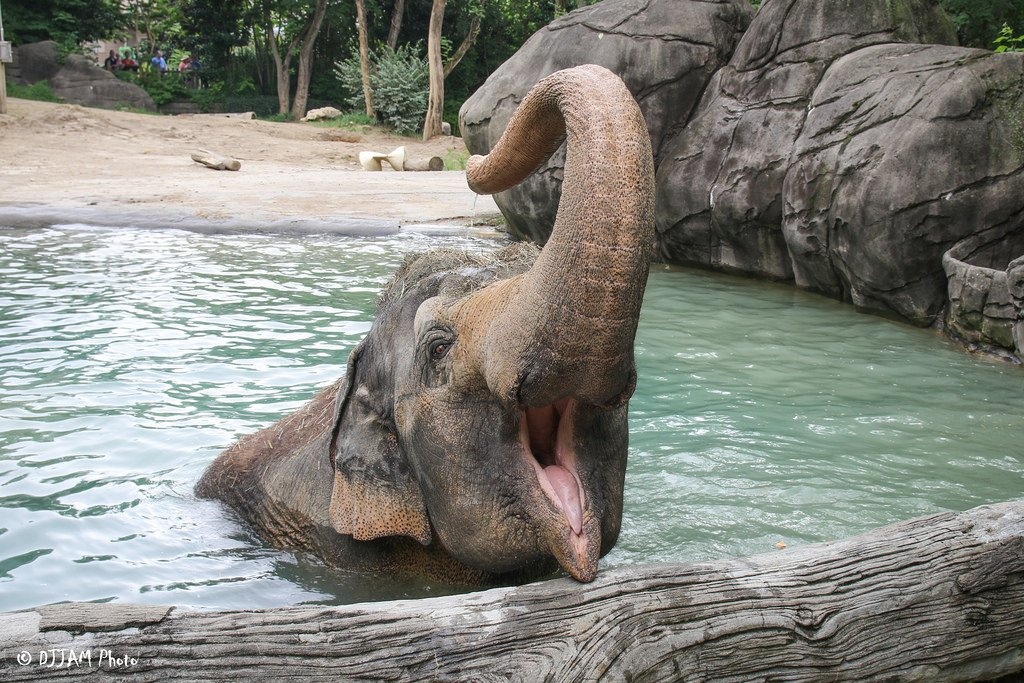 Gifts Roundup: Cincinnati Zoo Secures $50 Million for Elephant Habitat