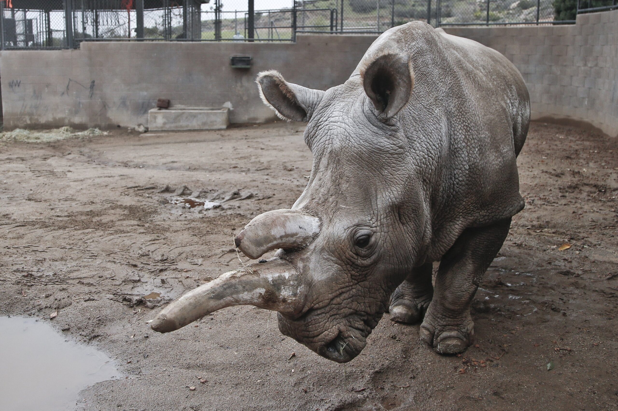 Grants Roundup: $200,000 to San Diego Zoo Supports Rhino Conservation and More
