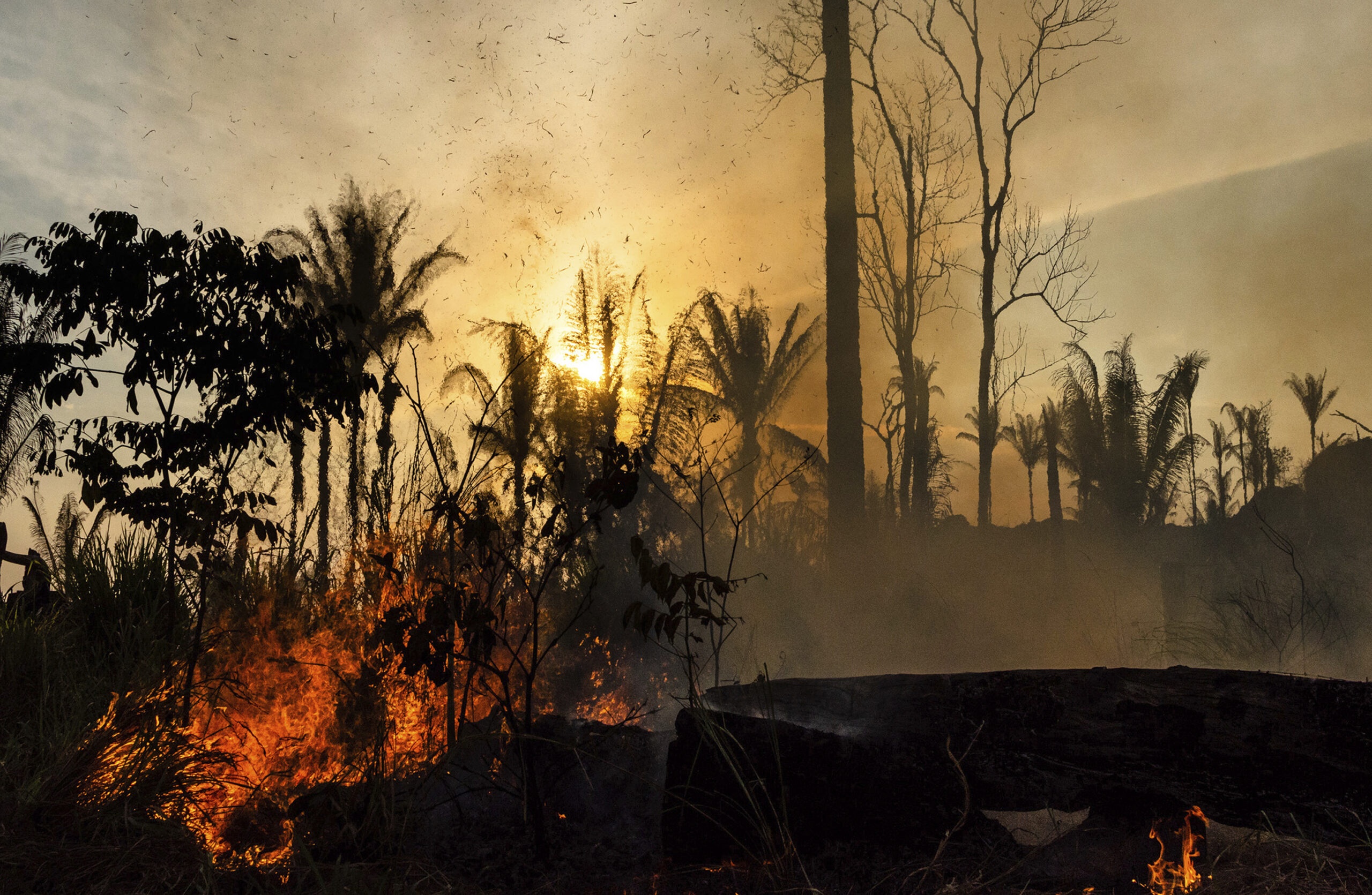 What To Do When Your Cause Is in the Spotlight: Lessons From the Amazon Fires