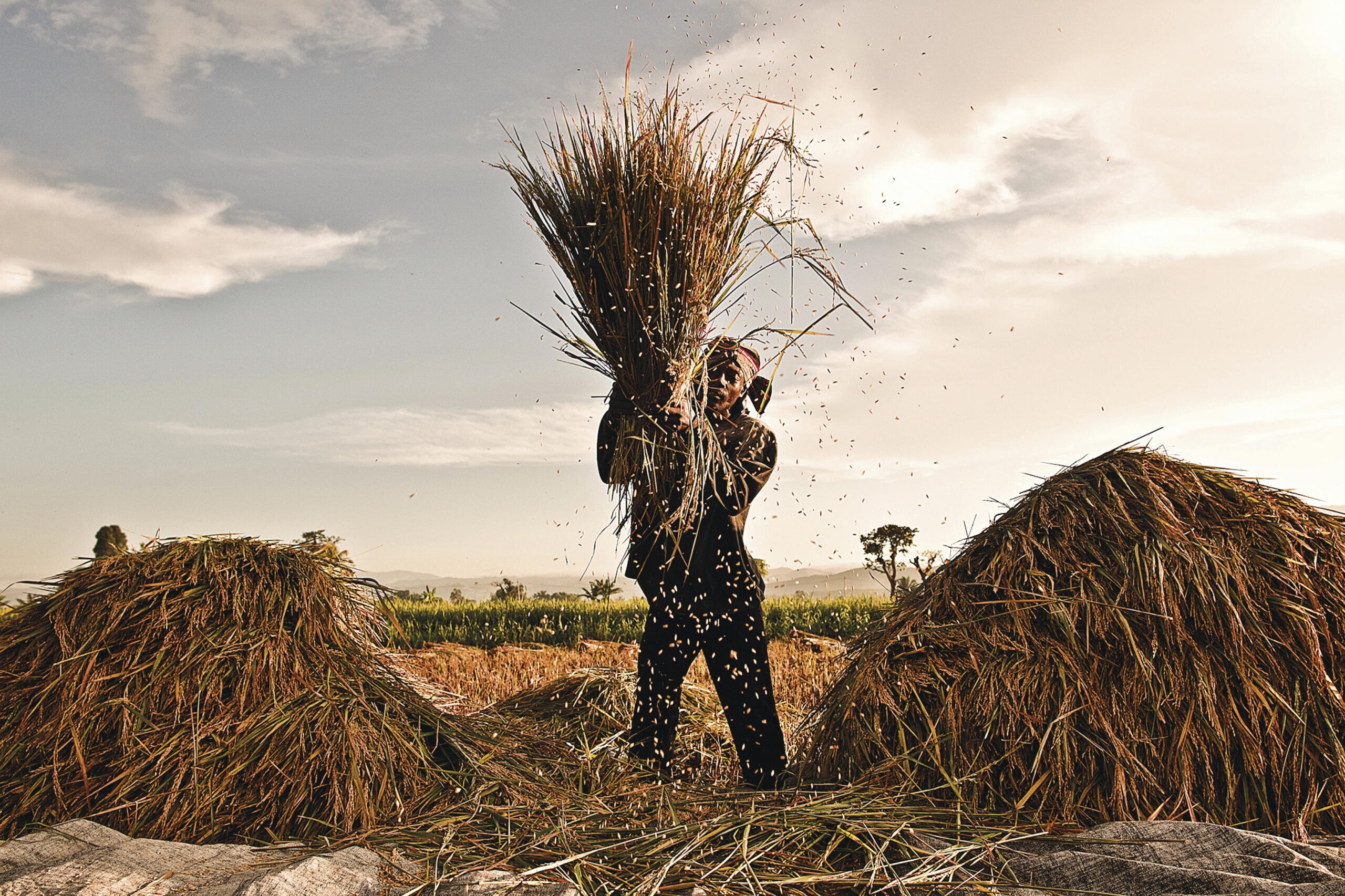 Hope Rises In Haiti’s Rice Fields