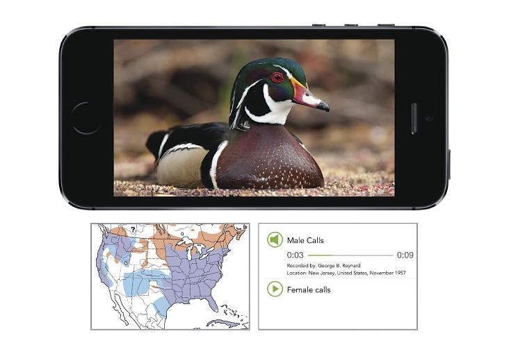 Cornell Lab Gives Bird Lovers Free Tools— in Exchange for Their Email Addresses