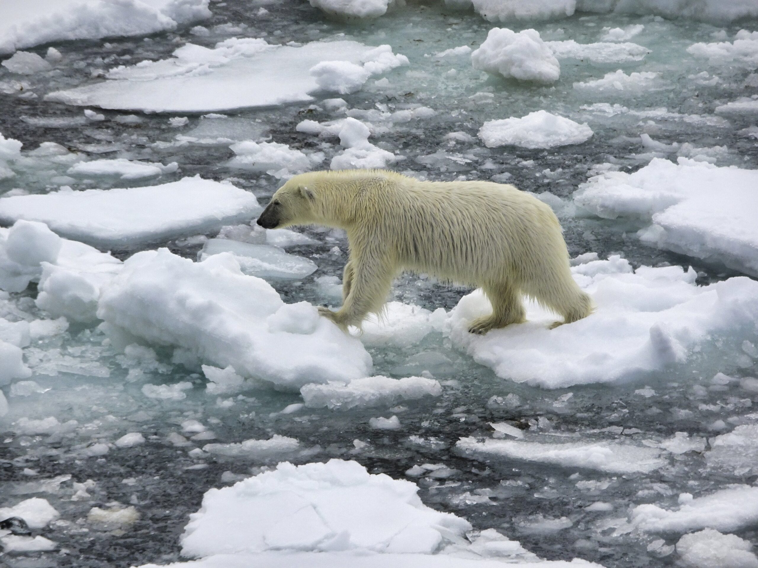 Wyss Foundation Creates $102 Million Institute to Study Climate Change and Biodiversity (Grants Roundup)
