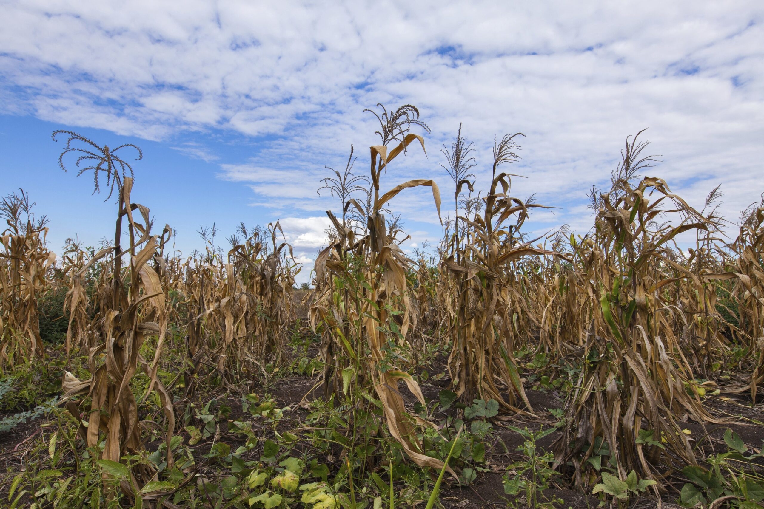 Gates Foundation Commits $310 Million to Help Farmers Prepare for Climate Change (Grants Roundup)