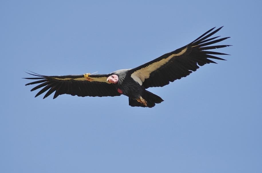 New Site Streams Condors in the Wild