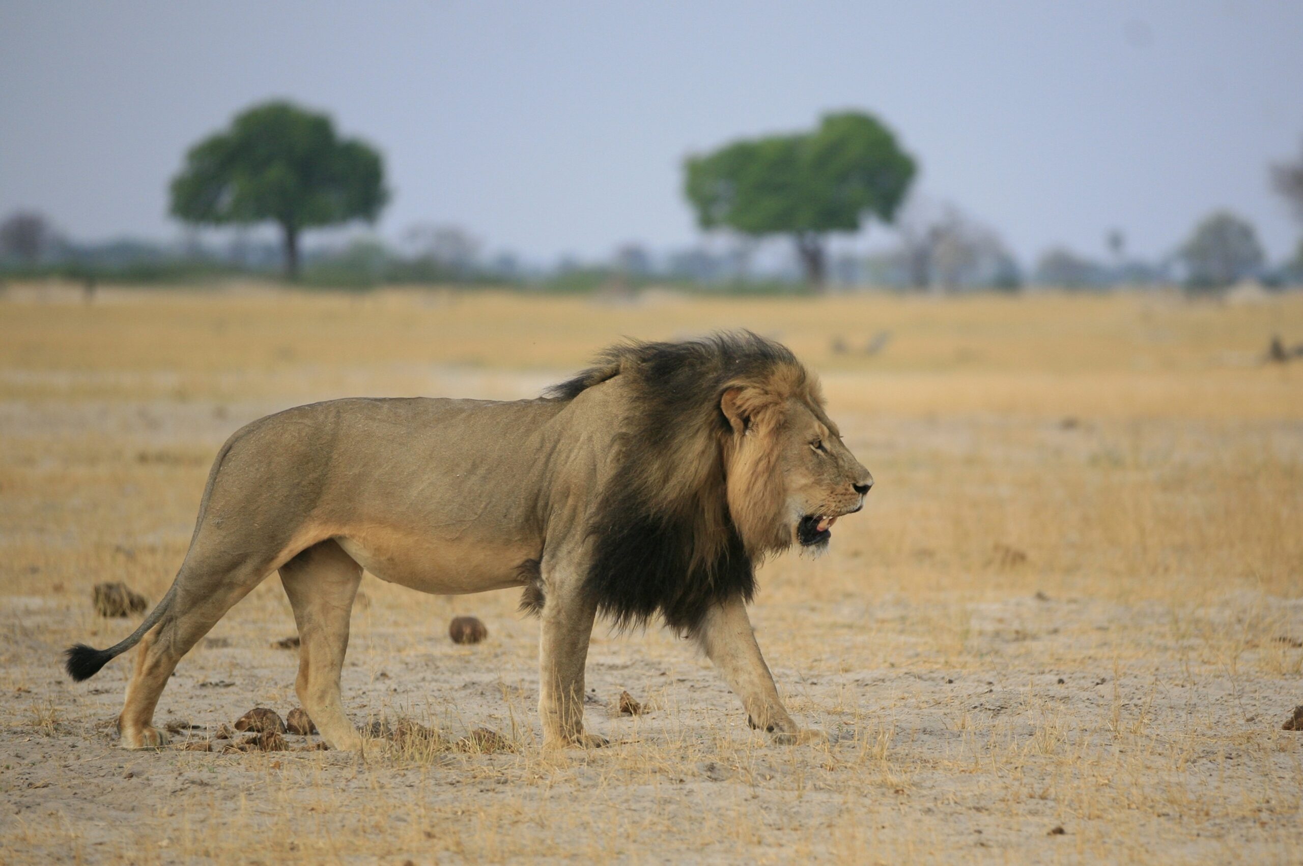 Shooting of Cecil the Lion Drives $858,000 in Donations