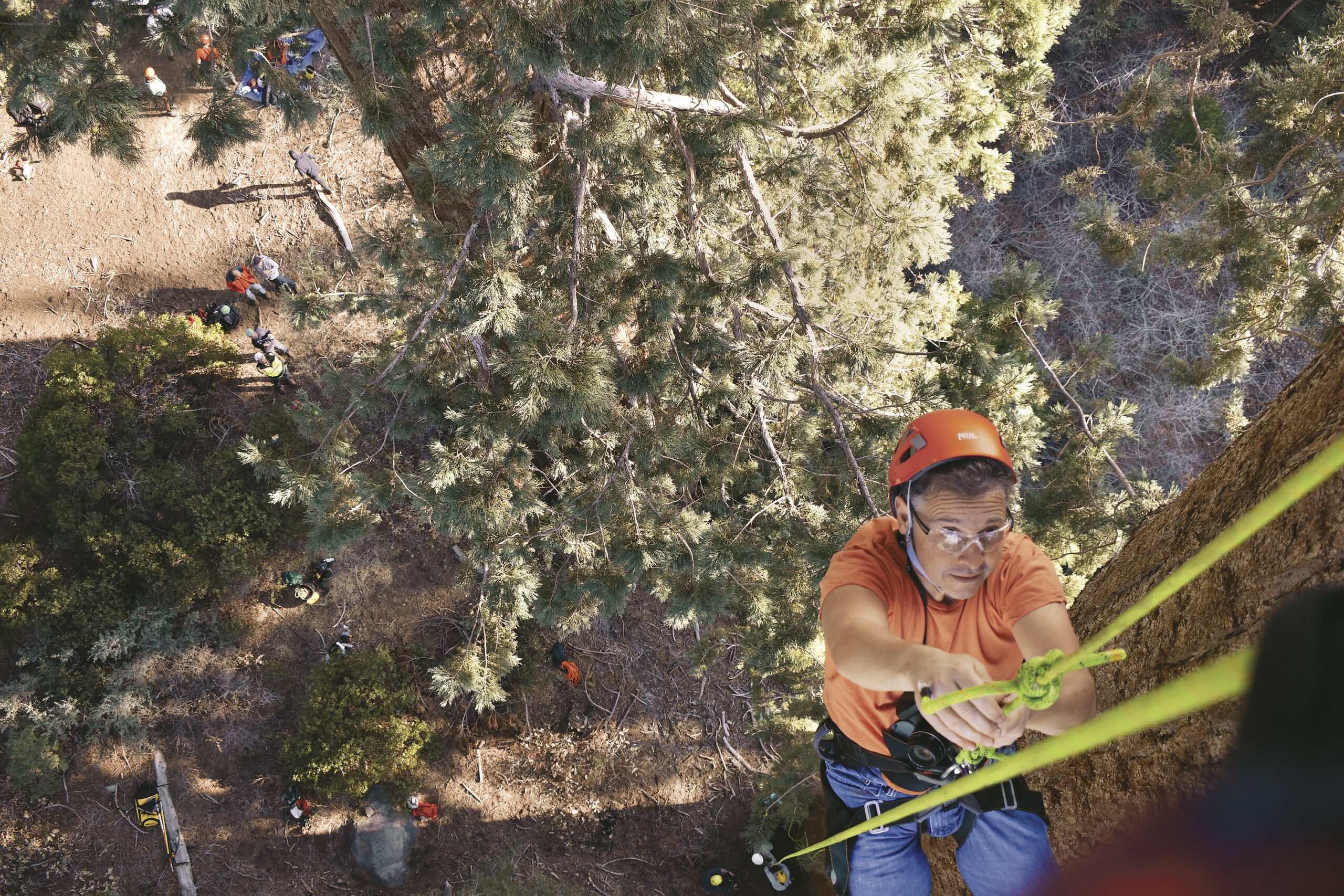 New Tool to Fight Climate Change —  Ancient Trees­