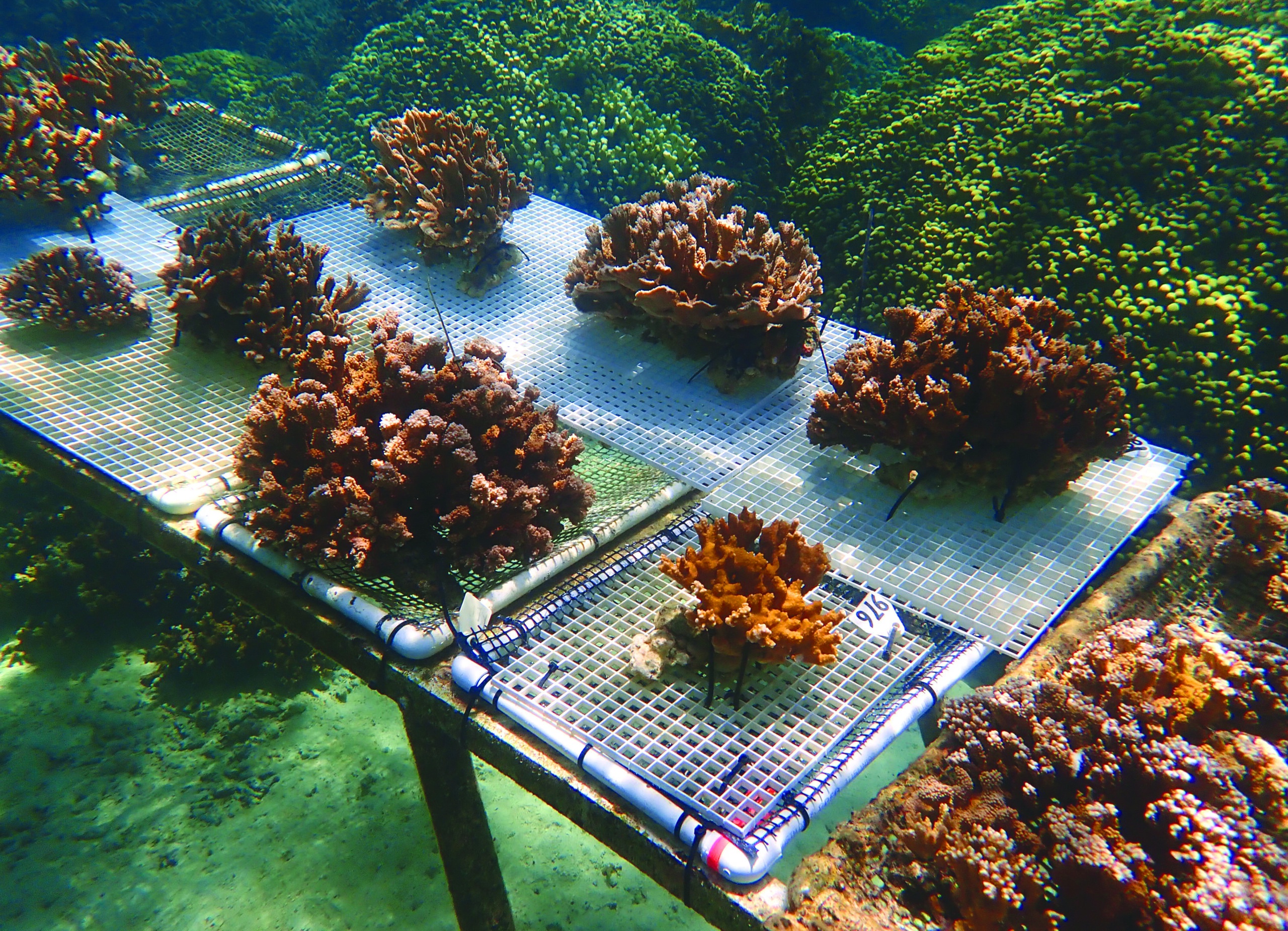 Mark Zuckerberg and Priscilla Chan Are Giving $50 Million to U. of Hawaii