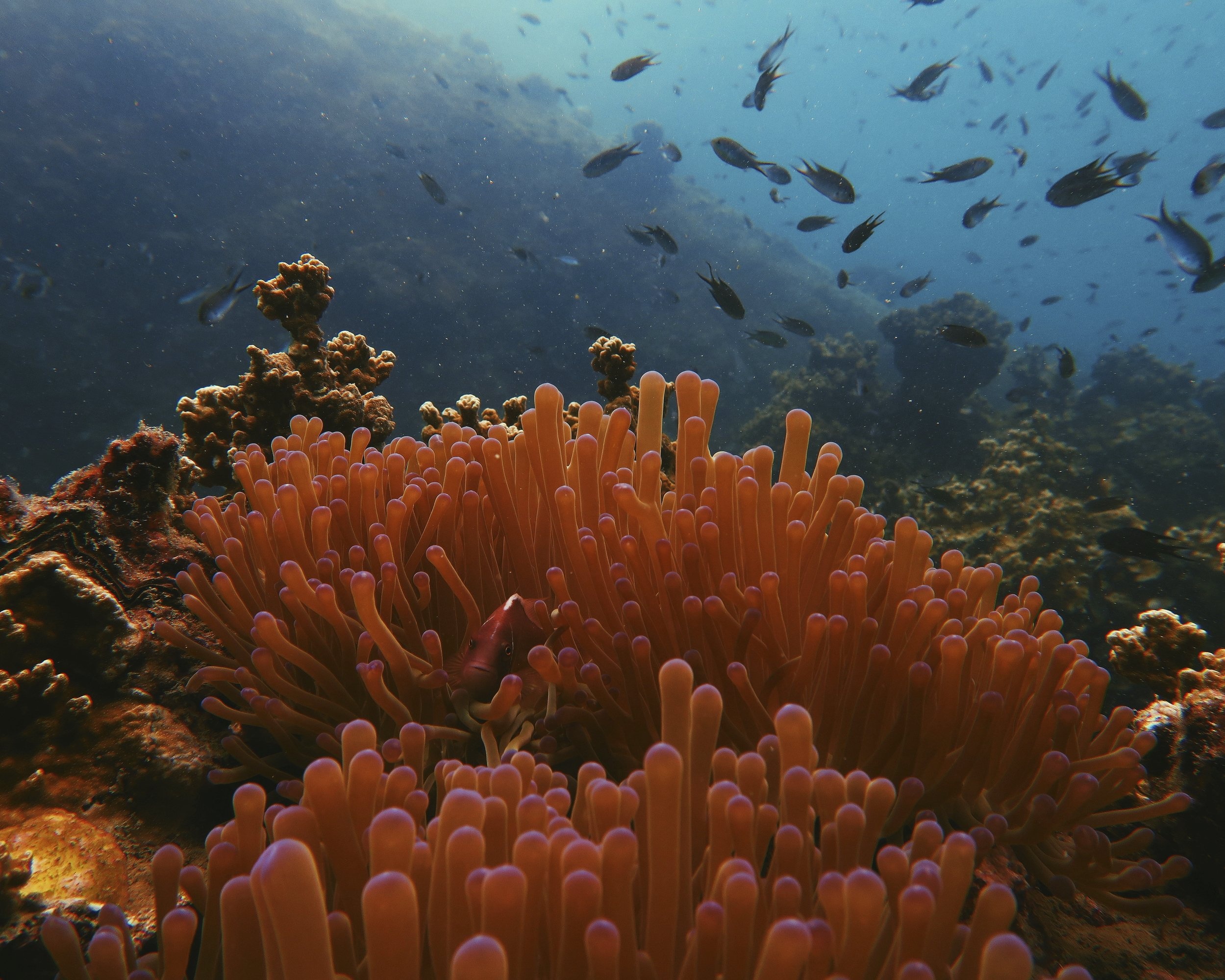 Moore Foundation Commits $140 Million for Aquatic-Microbe Research: Grants Roundup