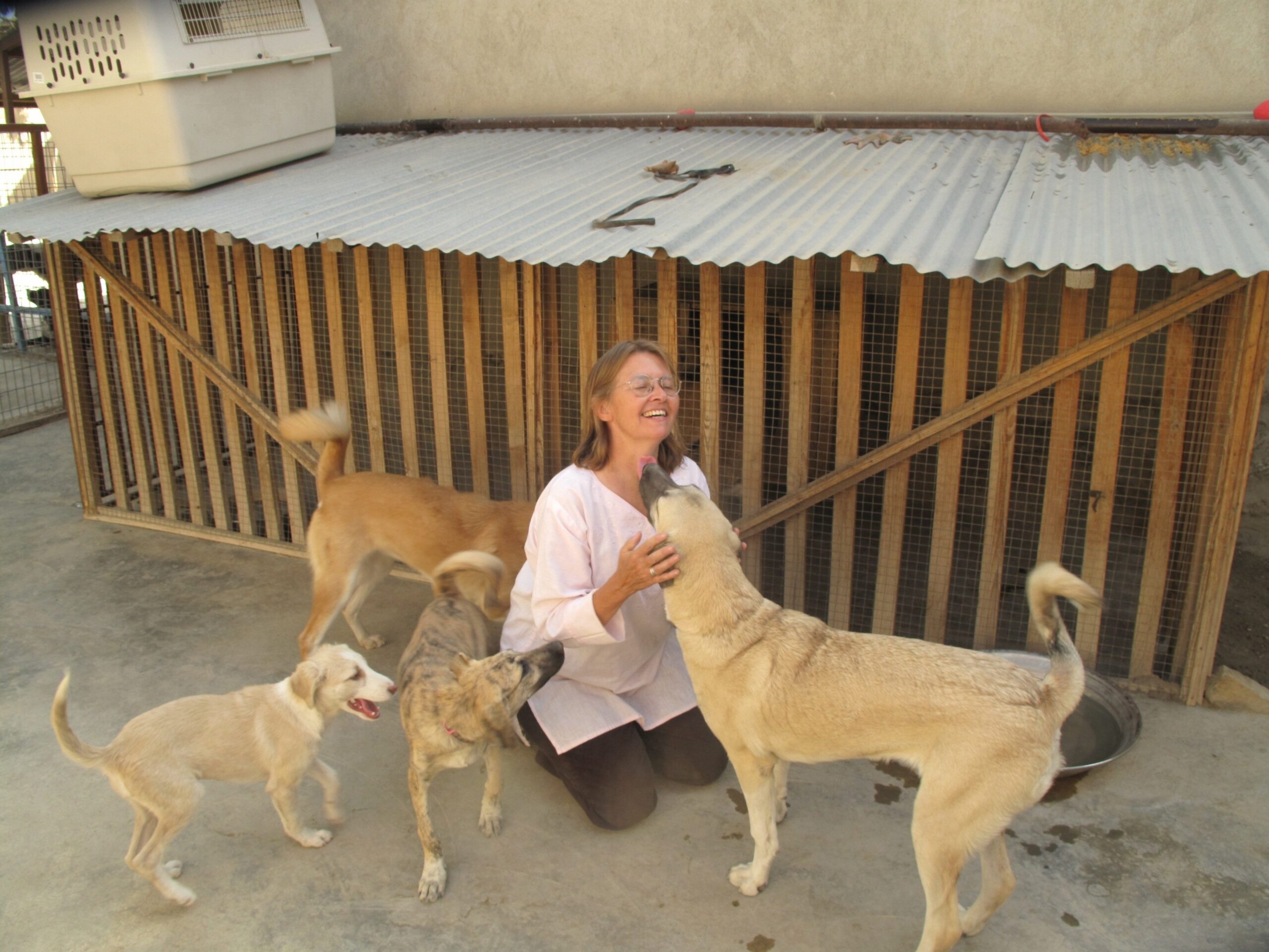 A Guardian Angel for Afghanistan’s Pets