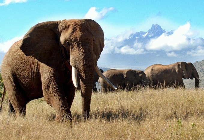 Grants Roundup: DiCaprio Foundation Backs Conservation Groups, Bank of America Funds Career Training