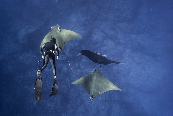 Grants Roundup: Four Groups Commit $48 Million for Marine Protection